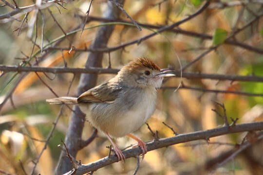 Cisticola chiniana chiniana (Smith & A 1843) resmi