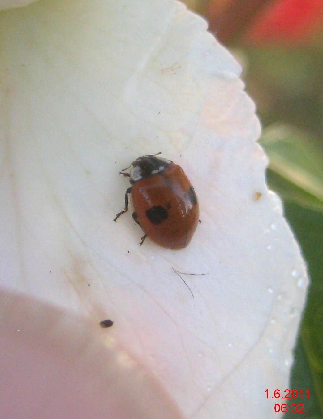 Image of twospotted lady beetle