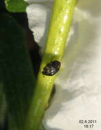 Image of Sacramento Anthicid Beetle