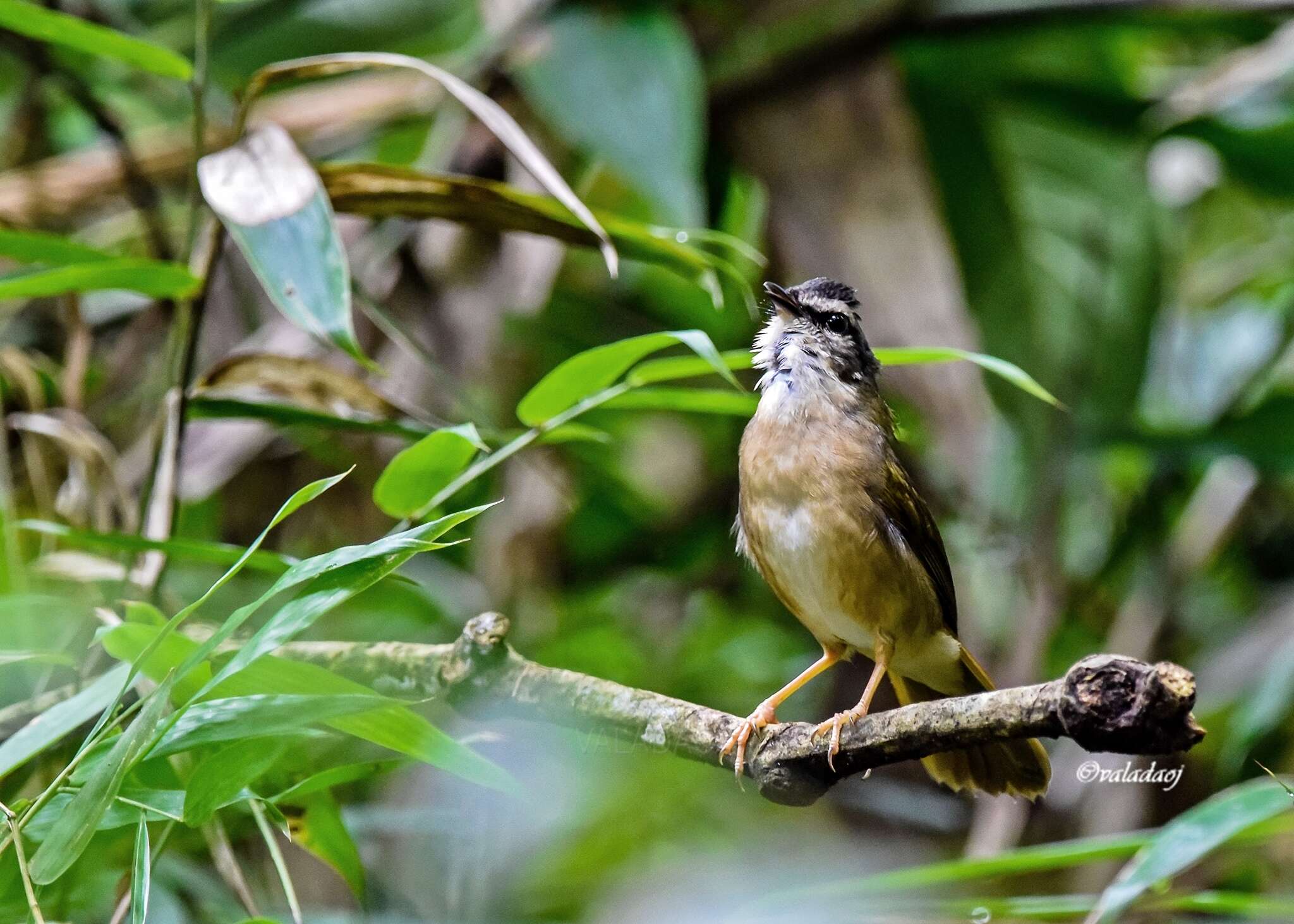 Image of Riverbank Warbler