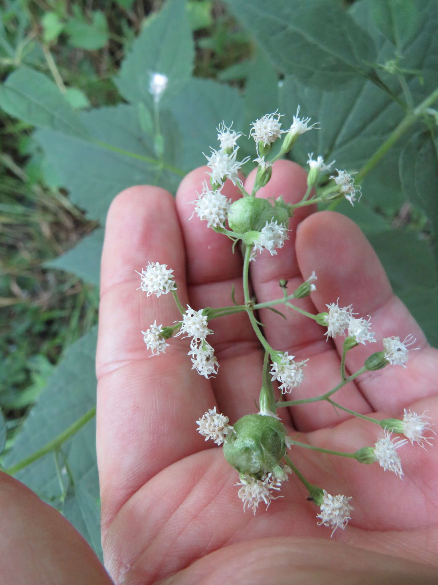 Plancia ëd Schizomyia eupatoriflorae (Beutenmuller 1907)