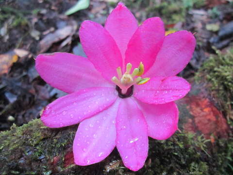 Imagem de Passiflora cuatrecasasii Killip