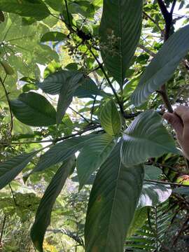 Image of Palicourea berteroana (DC.) Borhidi