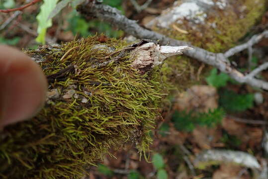 Image of pseudoleskea moss