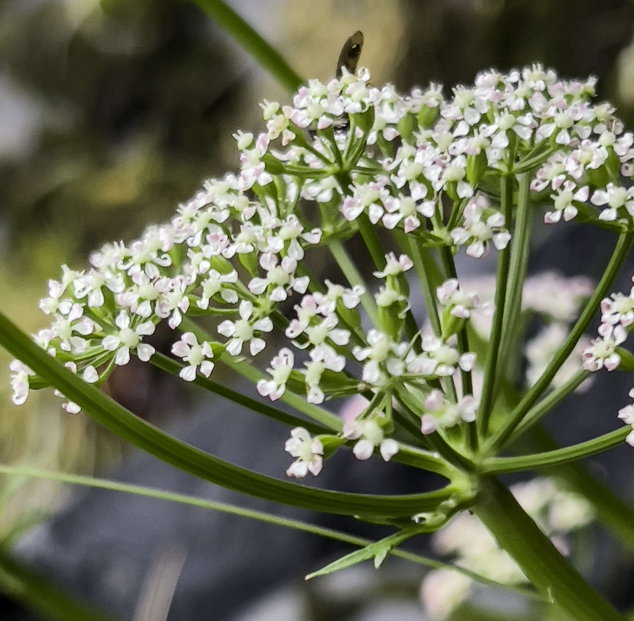 Ligusticum scoticum subsp. hultenii (Fern.) Calder & Roy L. Taylor resmi