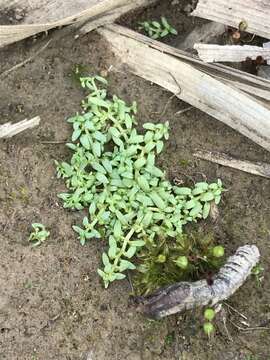 Image of terrestrial water-starwort