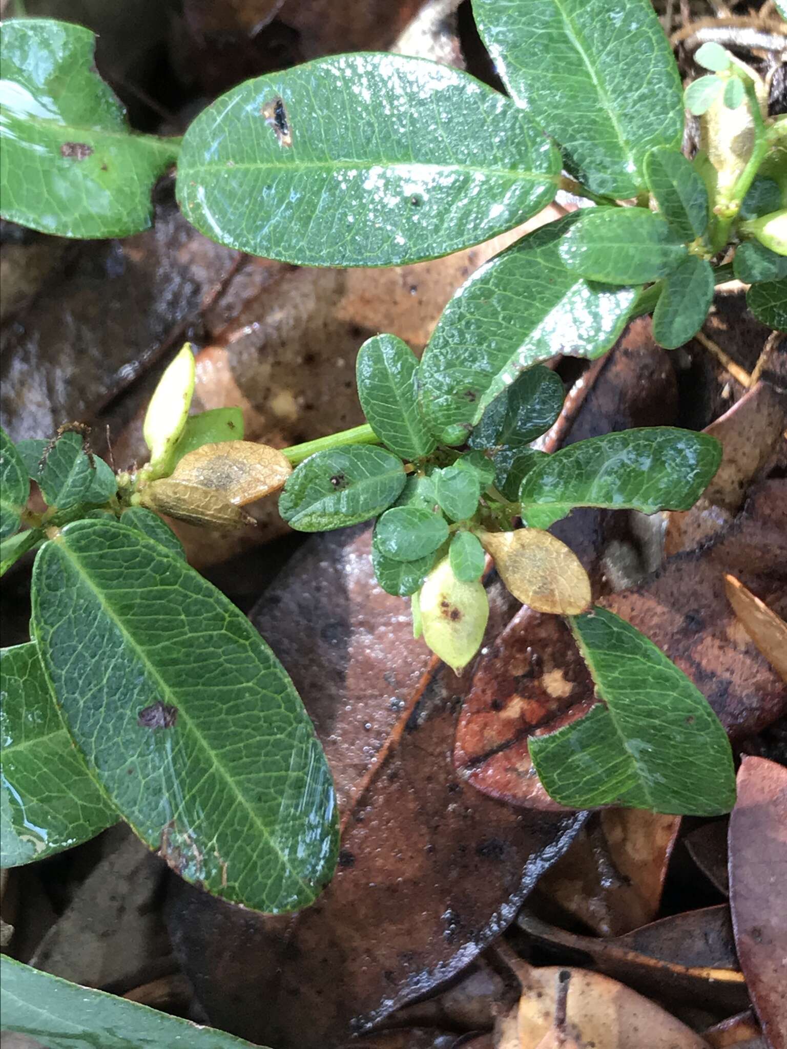 Слика од Lespedeza texana Britton