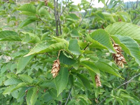 Image of European Hop-hornbeam