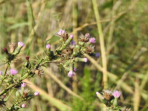 Plancia ëd Cirsium creticum (Lam.) D' Urv.