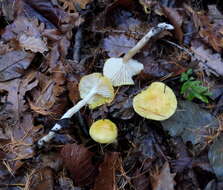 Image of Hygrophorus lucorum Kalchbr. 1874