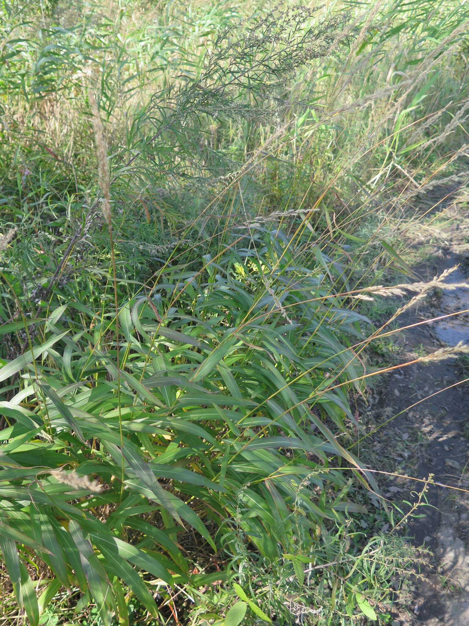 Image of frost grass