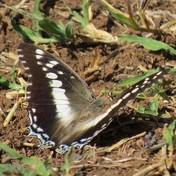 Imagem de Charaxes achaemenes Felder & Felder 1866