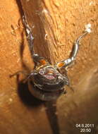 Image of Stag beetle