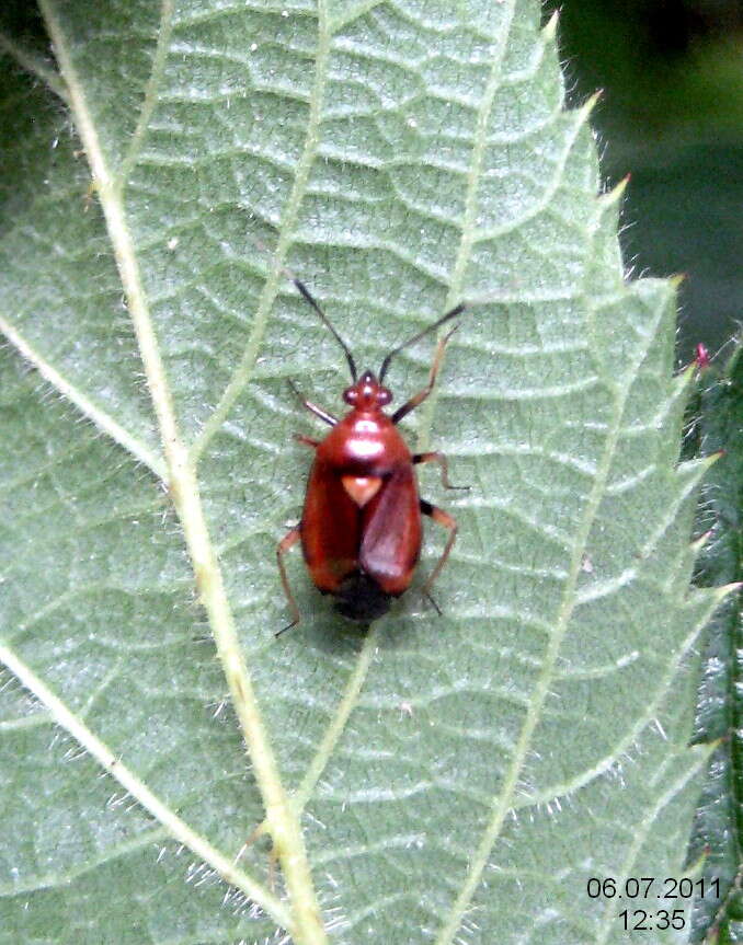 Image of red capsid bug