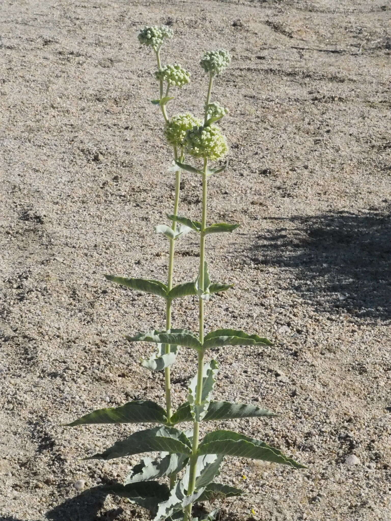 Asclepias erosa Torr.的圖片