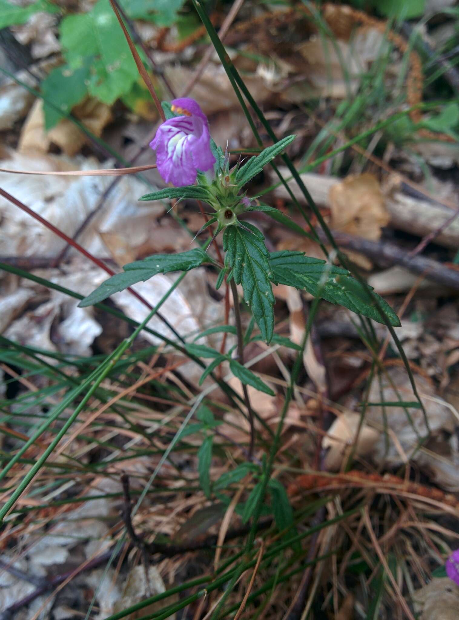 Image of Red hemp nettle