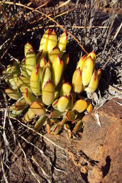 Image of Cotyledon papillaris (L.) L. fil.