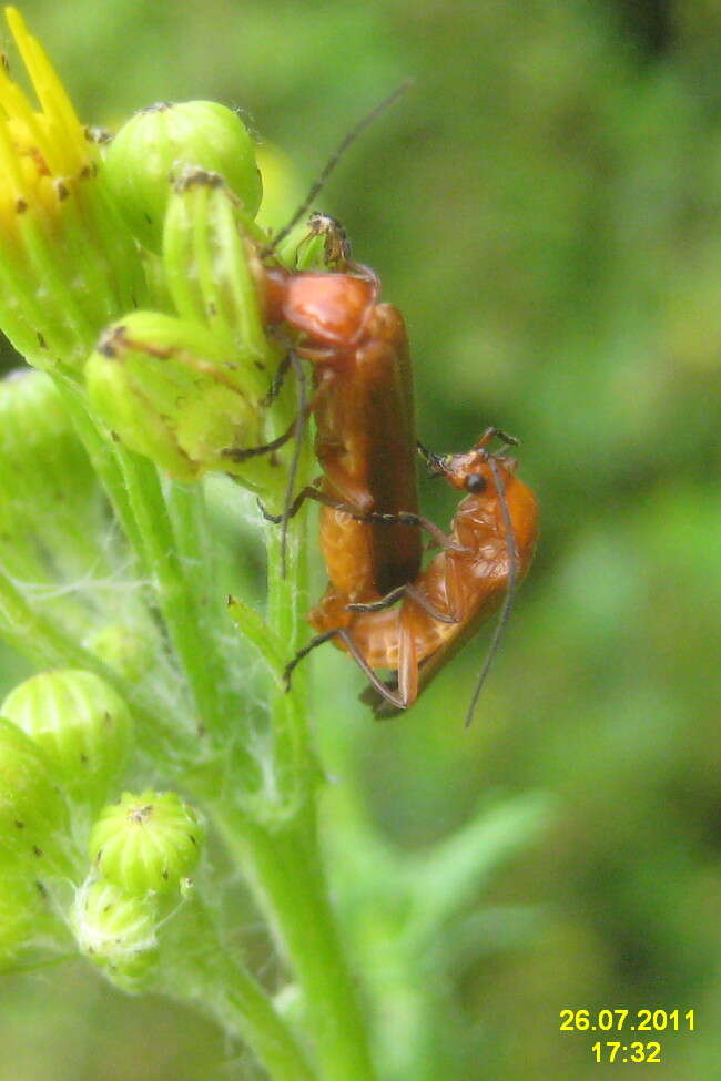 Image of Rhagonycha fulva