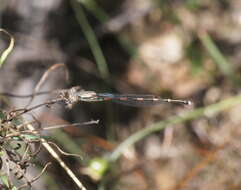 Plancia ëd Austrolestes leda (Selys 1862)