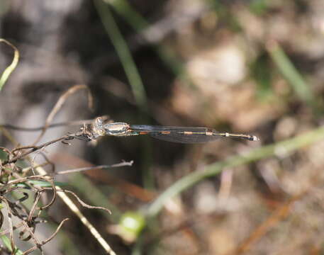 Image de Austrolestes leda (Selys 1862)