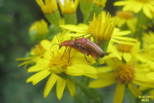 Image of Rhagonycha fulva