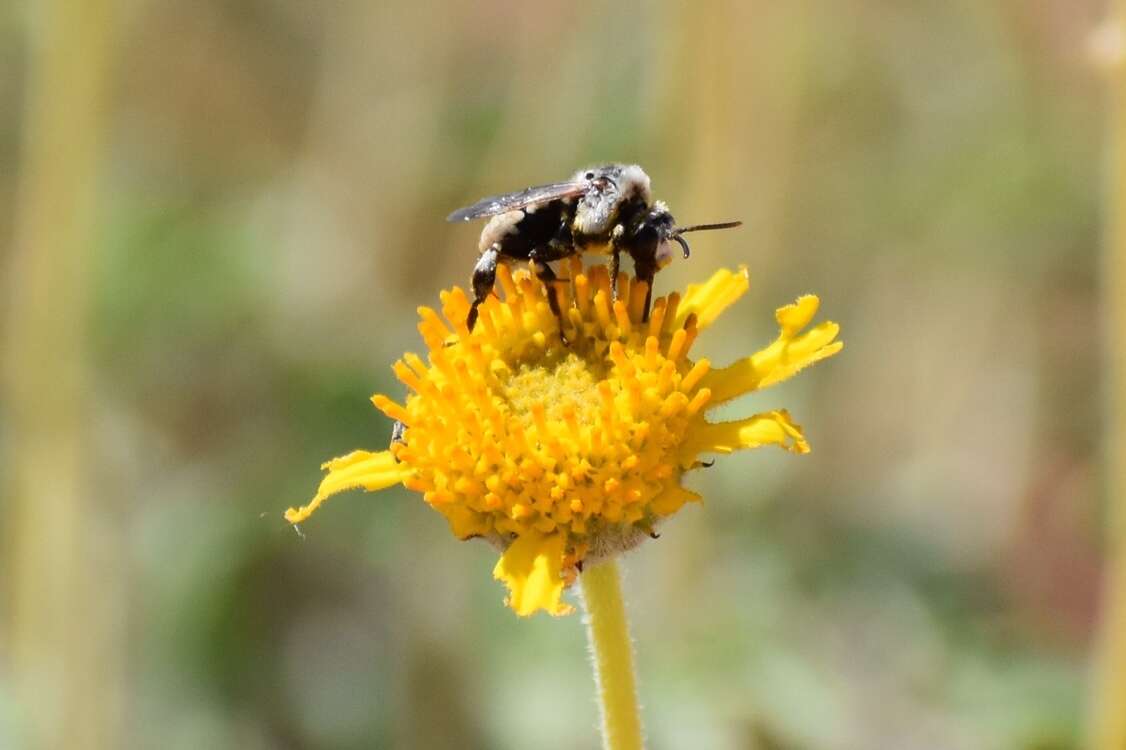 Image of Ericrocis lata (Cresson 1879)