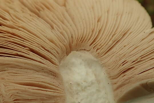 Termitomyces umkowaan (Cooke & Massee) D. A. Reid 1975 resmi