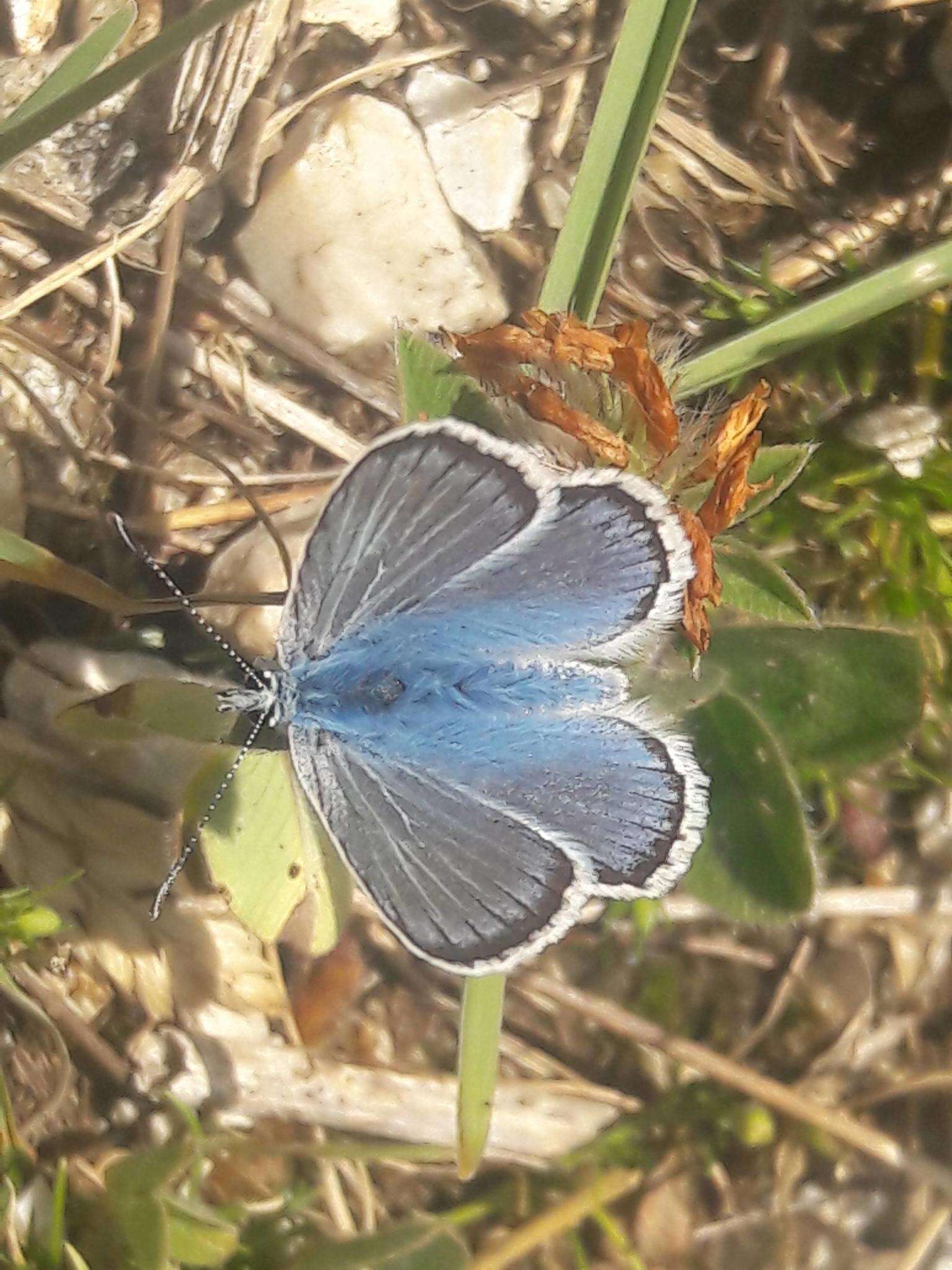 صورة Polyommatus eros (Ochsenheimer 1807)