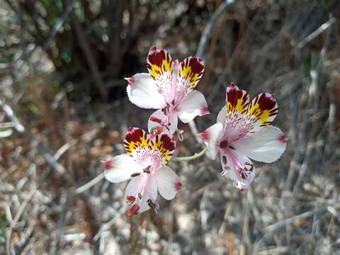 Image of Alstroemeria pulchra subsp. pulchra