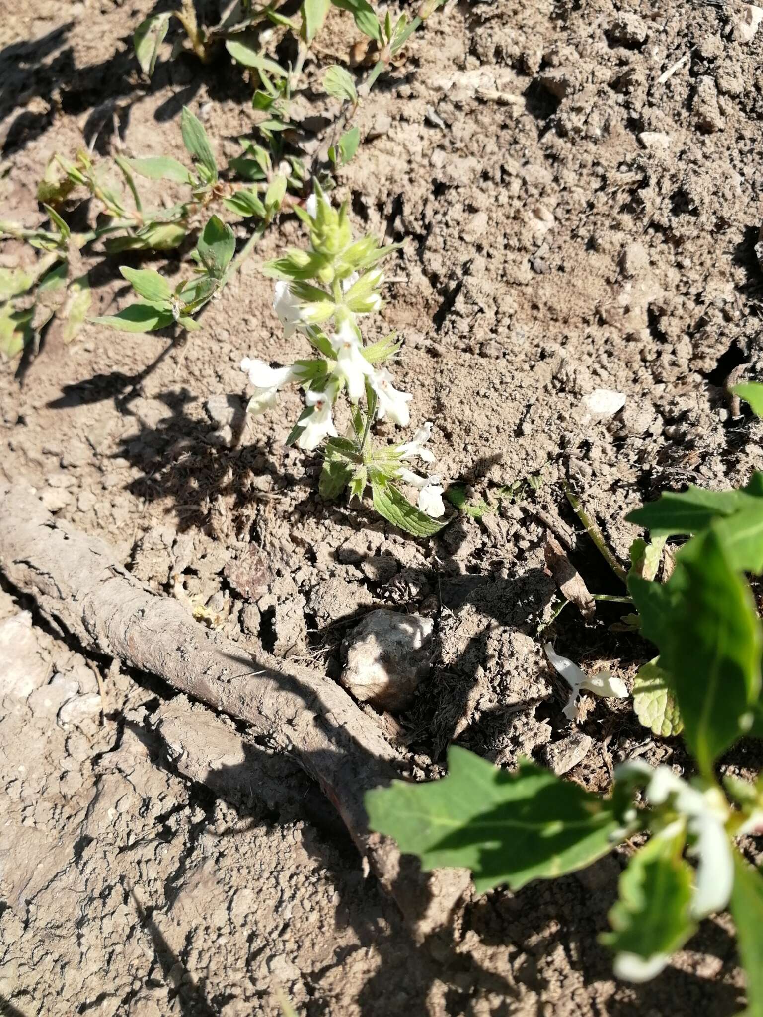 Stachys annua (L.) L.的圖片