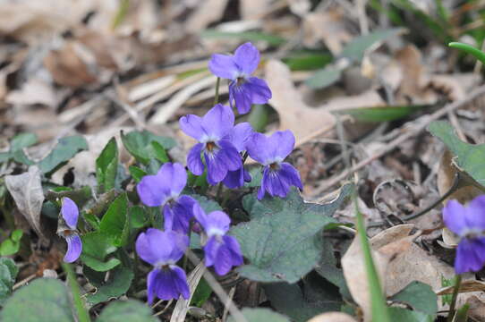 Imagem de Viola alba subsp. dehnhardtii (Ten.) W. Becker