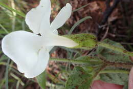 Image of Thunbergia neglecta Sond.