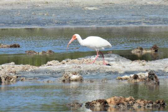 Plancia ëd Eudocimus albus albus (Linnaeus 1758)