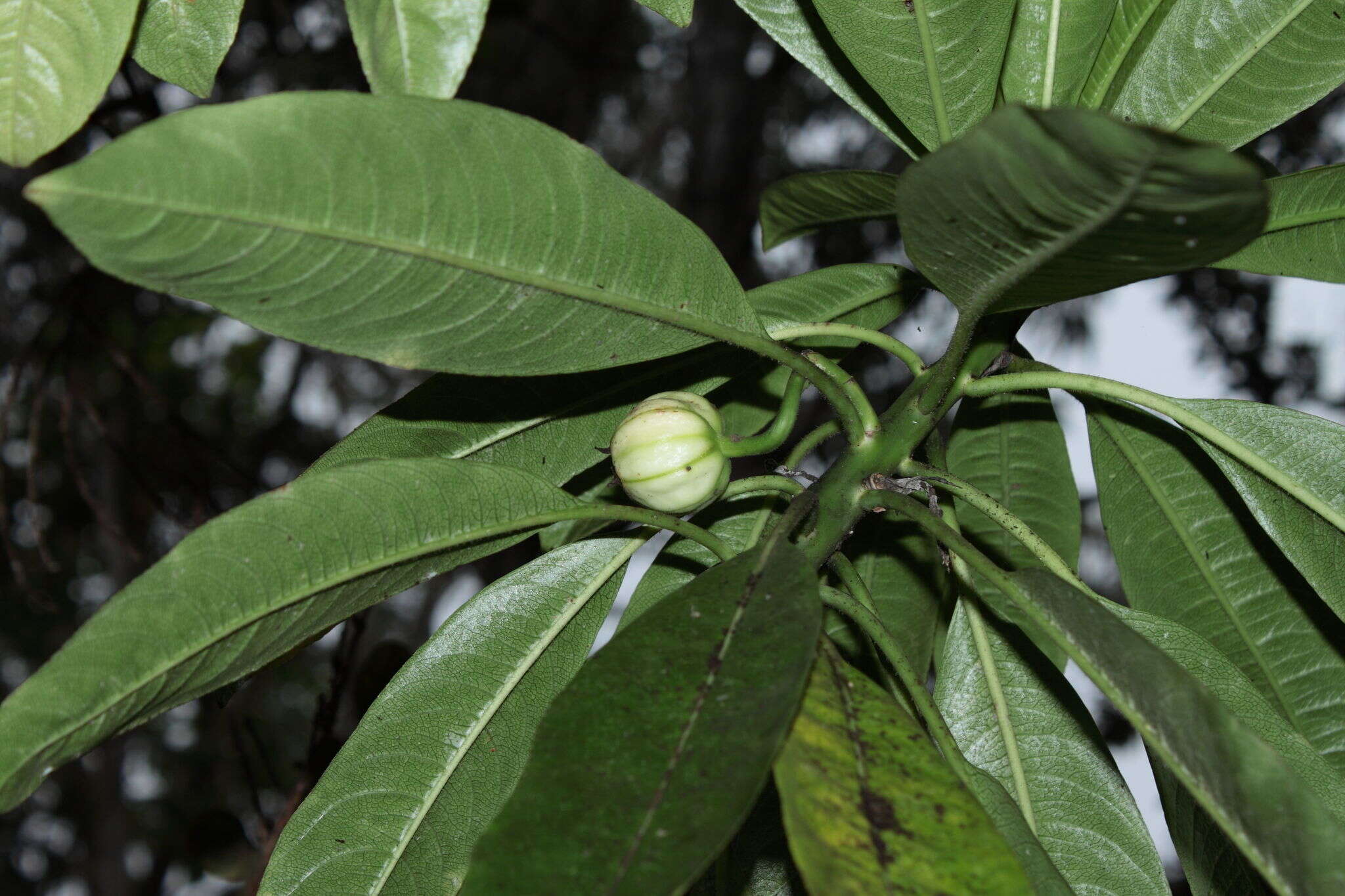 Слика од Clermontia clermontioides (Gaudich.) A. Heller