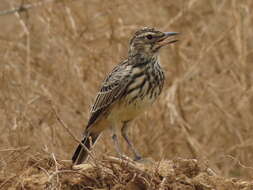 Image of Galerida magnirostris magnirostris (Stephens 1826)