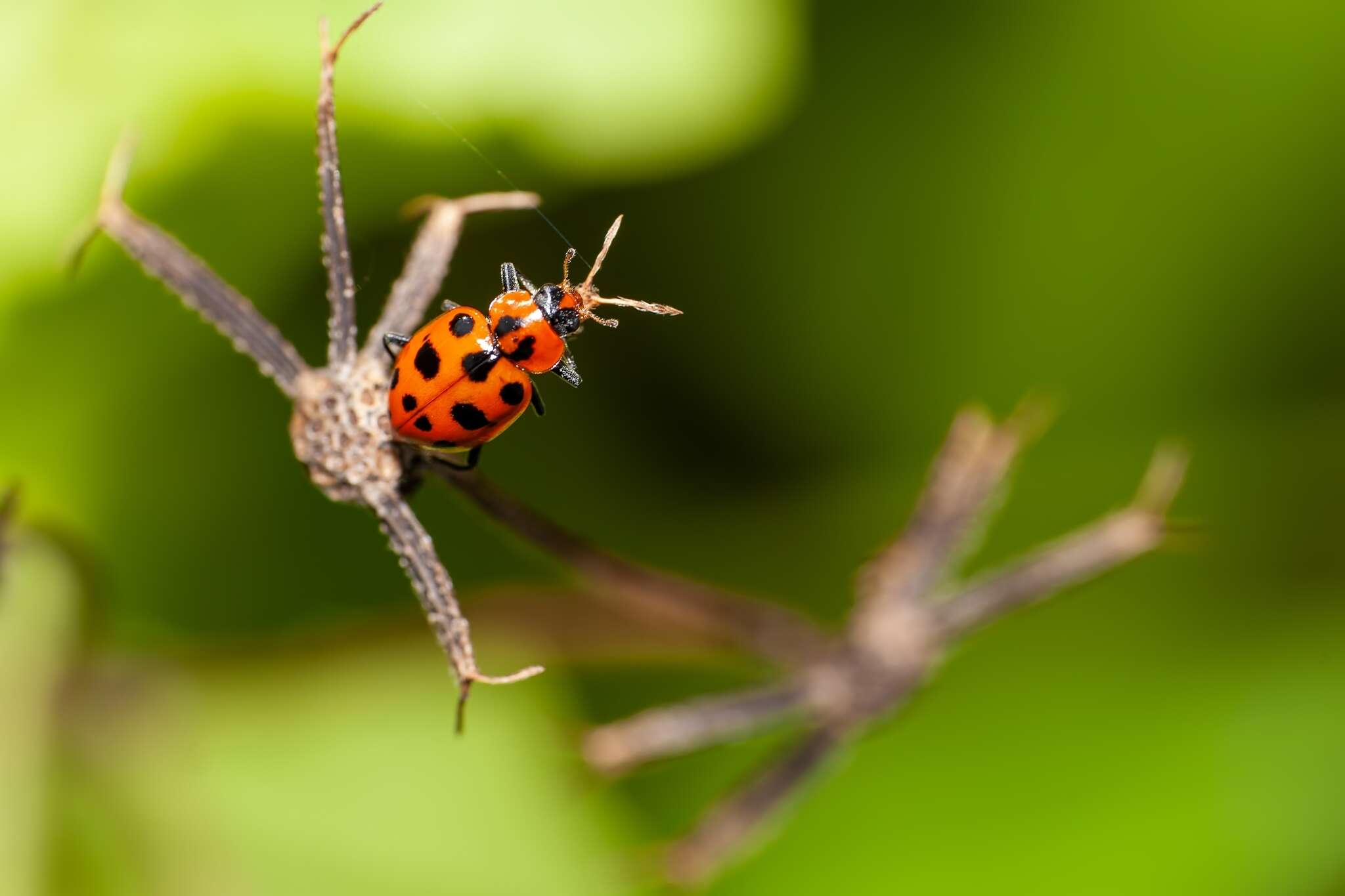 صورة Coleomegilla maculata fuscilabris (Mulsant 1866)