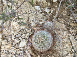 Image de Mammillaria grahamii Engelm.