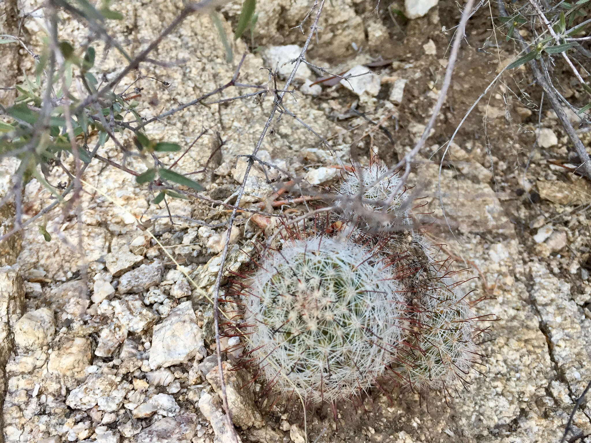 Image de Mammillaria grahamii Engelm.