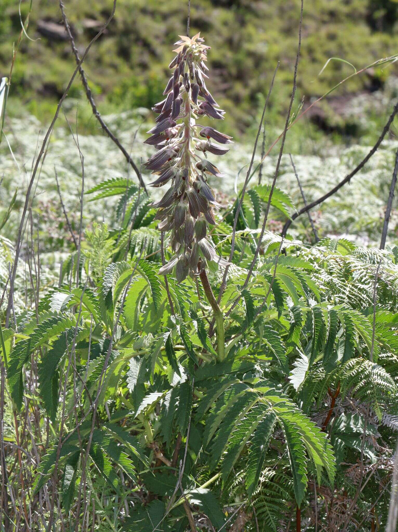 Image of Melianthus villosus Bolus