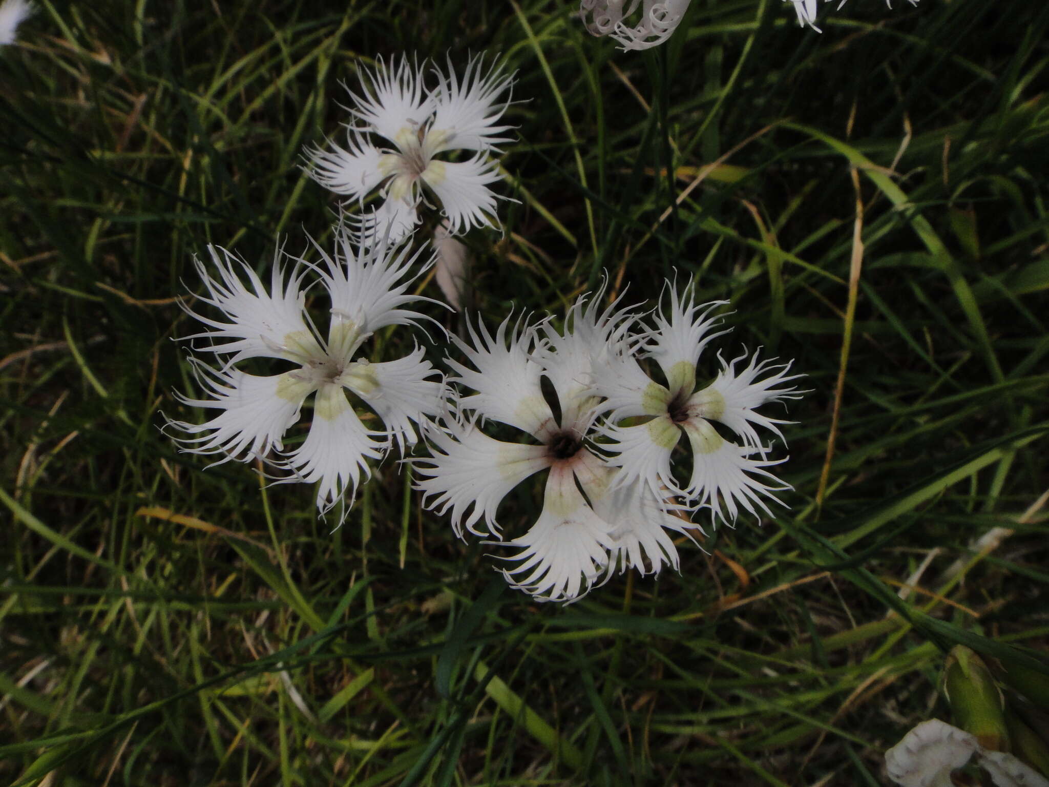 Imagem de Dianthus monspessulanus L.