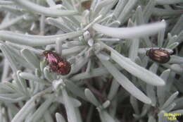 Image of Chrysolina americana