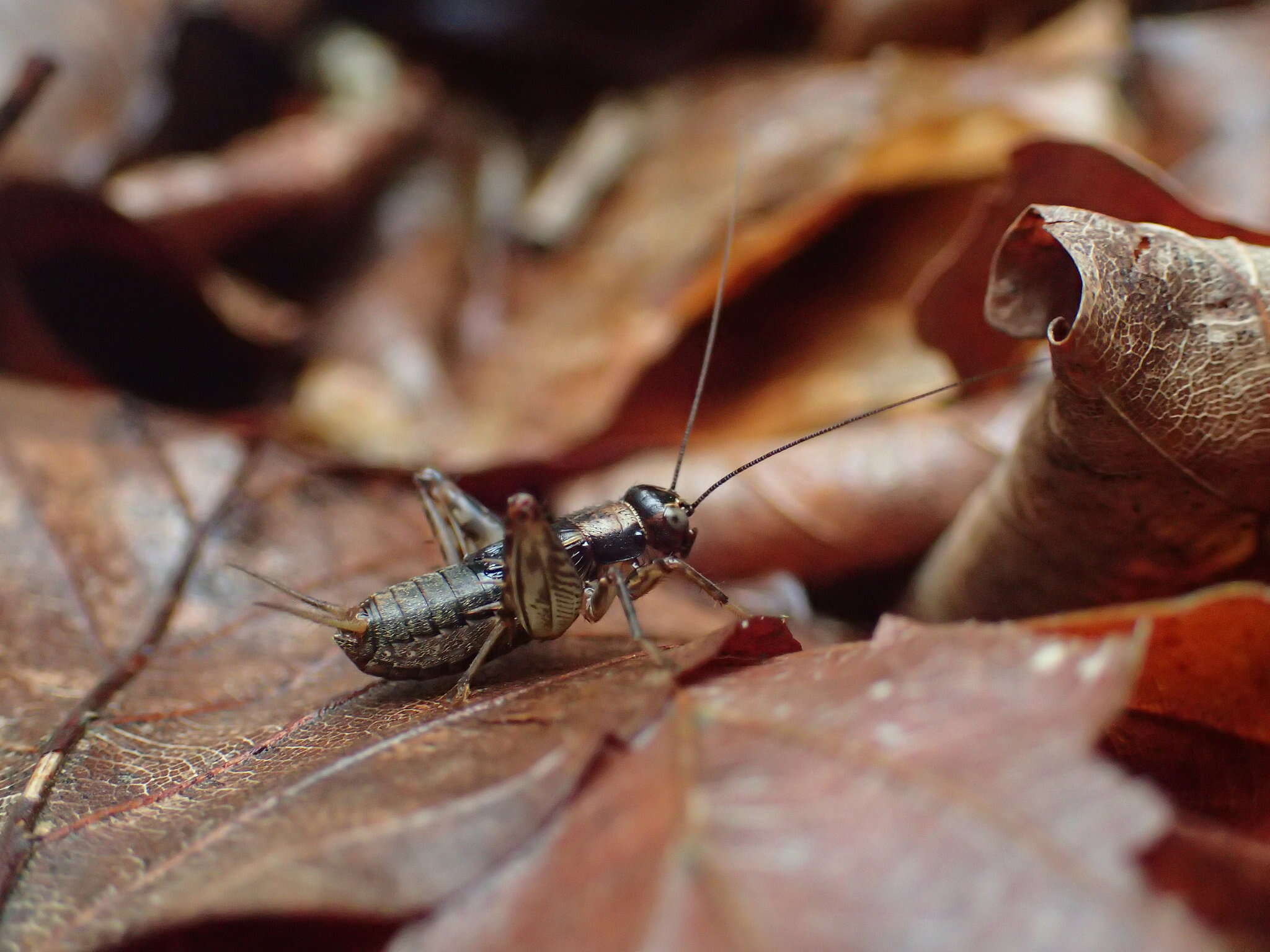 Слика од Nemobius sylvestris sylvestris (Bosc 1792)