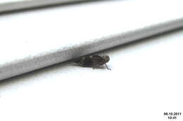 Image of Froghoppers