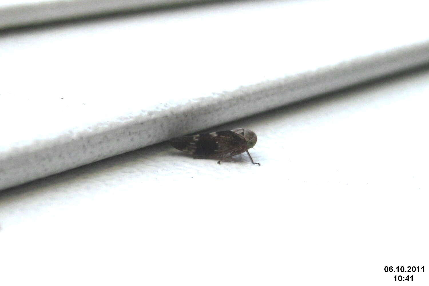 Image of Froghoppers