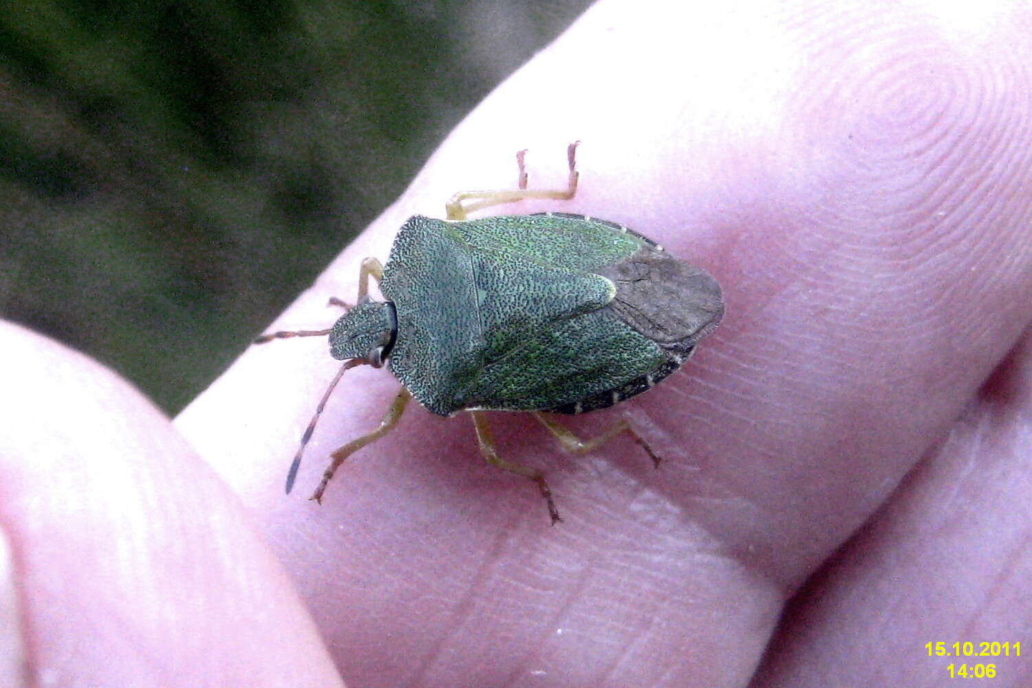 Image of Green shield bug