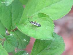 Слика од Loristes decoratus (Reuter 1908)