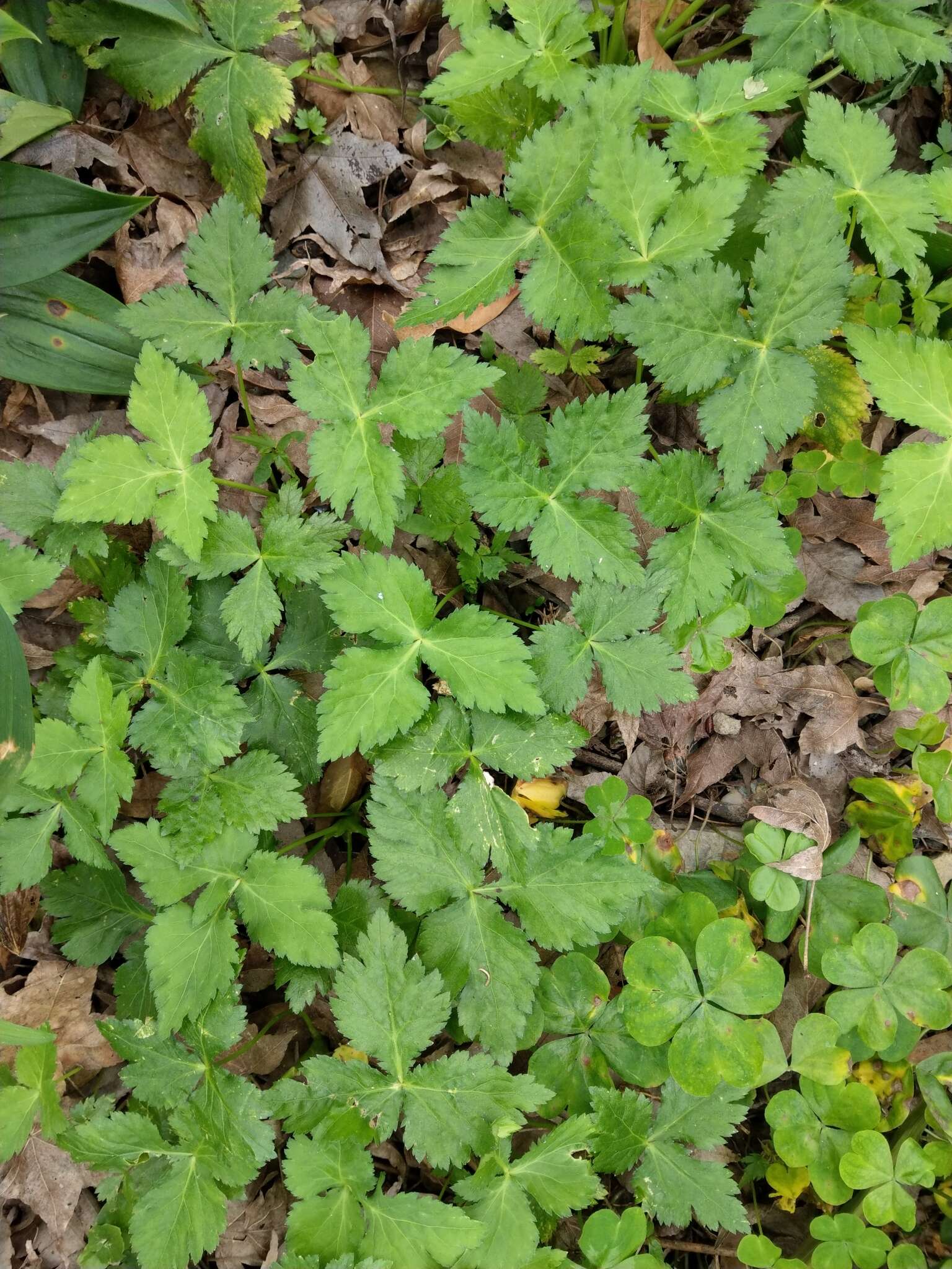 Image of Japanese honewort