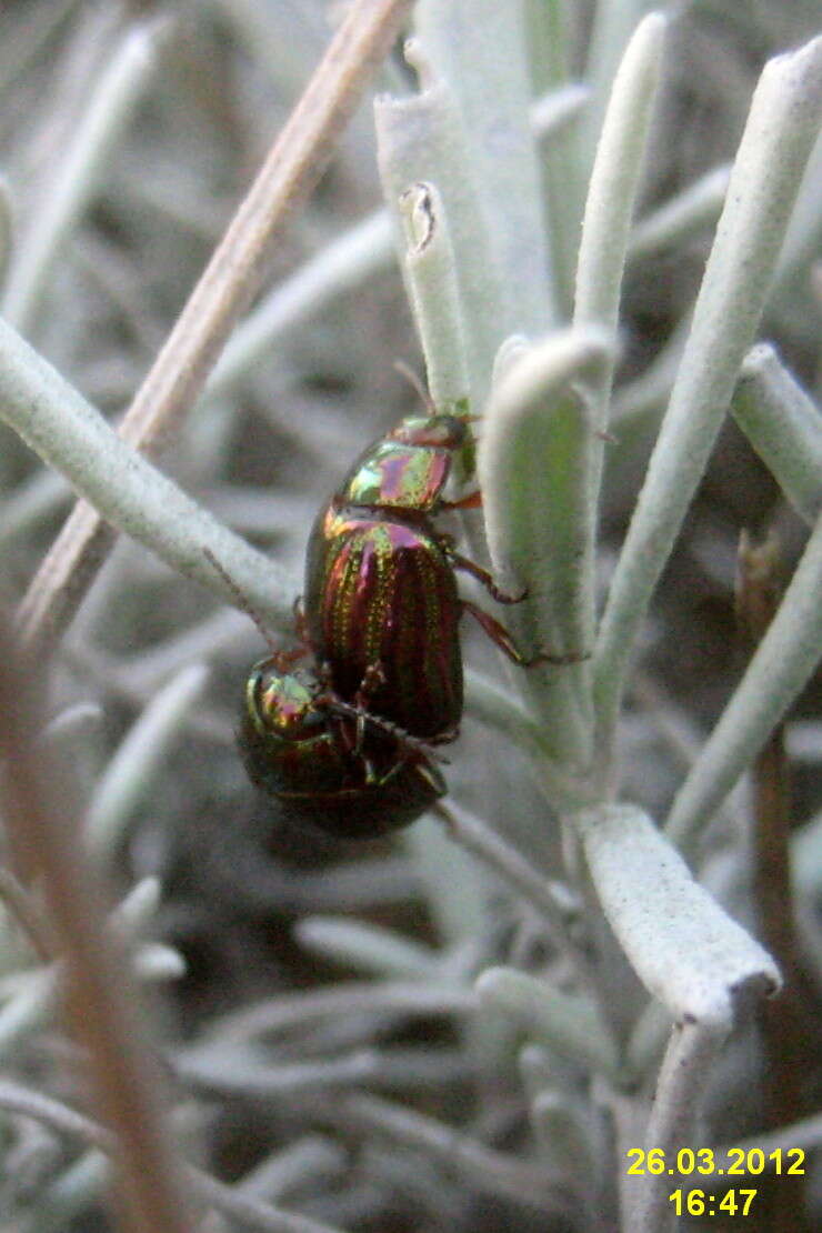 Image of Chrysolina americana