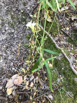 Image of Bolander's woodland-star