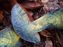 Image of Liver Bolete